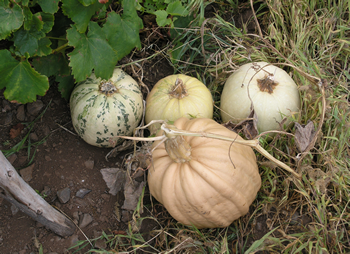 imagen de biodiversidad agrícola