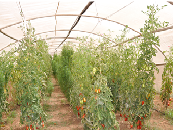 imagen de caracterización agronómica