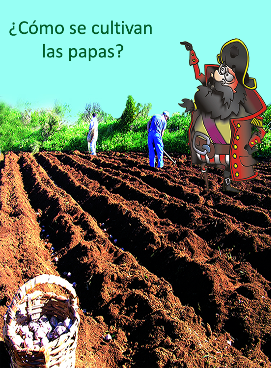 Pirata Papa Negra